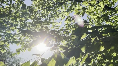 Sun glare shining through dense green leaves Vídeos de archivo 334760188