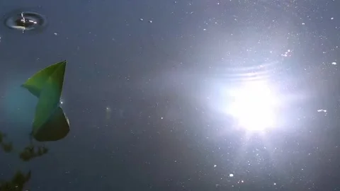 Sun Glare Sparkling on Calm Pond Water Near Green Leaf Video stock 340277872