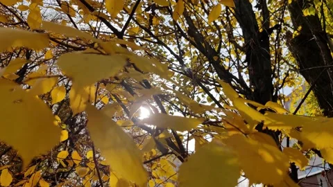 Sun glare through bright yellow autumn leaves on a tree branch Stock Footage 163406565