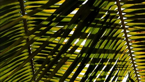Sun glare through coconut palm branches Stock Footage 149778591