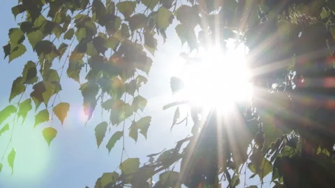 Sun glare through the foliage of a tree Stock Footage 115051557