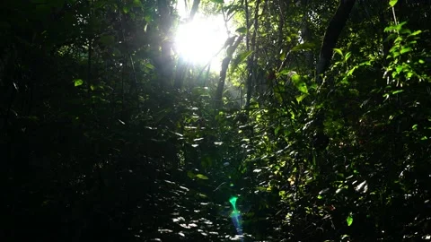 Sun Glare Through Humid Trees In Mexican Jungle 4K 動画素材 235461957