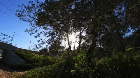 Sun Glare Through Mediterranean Pine Trees in Benidorm Stock Footage 332549689