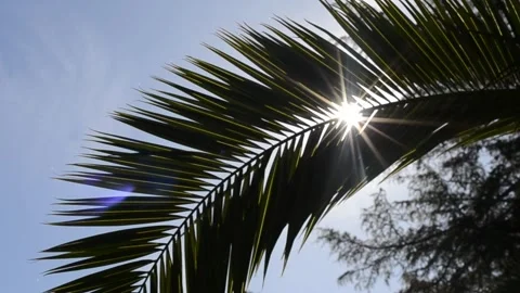 Sun Glare Through Palm Branches. Stock Footage 281578122