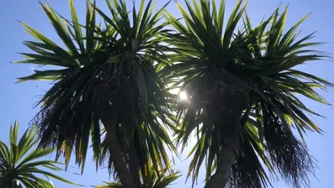 Sun Glare Through Palms In Wind Stock Footage 201816884