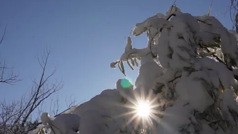 Sun glare through snow covered trees Stock Footage 318541321