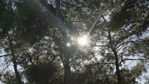 Sun glare through trees. Video stock 221581129