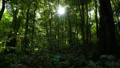 Sun Glare Through Trees In The Jungle In Mexico 4K 動画素材 235462018