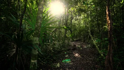 Sun Glare Through Trees In Mexican Jungle 4K 動画素材 235461949