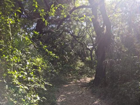 Sun glare through trees Stock Photos