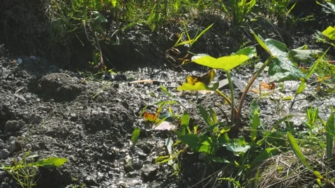 Sun Glare from a Tiny Stream Slow Mo Video stock 318727381