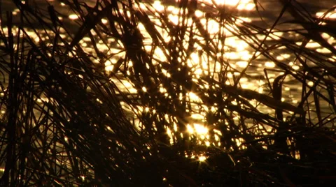 Sun glare in the water Stock Footage 37368073