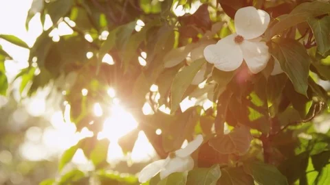 Sun glare wildlife Stock Footage 74096069