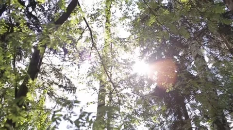 Sun glare in the woods Stock Footage 63256364