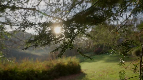 Sun Glaring Through a Tree Branch with Mountains in the Background Stockbeeldmateriaal 248476441