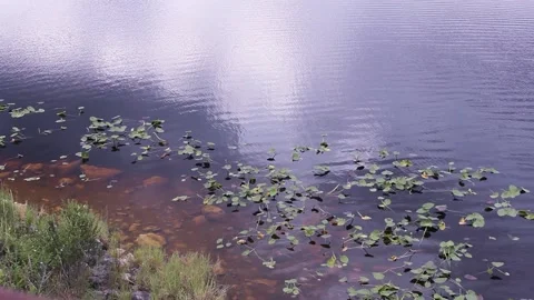 Sun gleaming down on the pond Stock Footage 142383335
