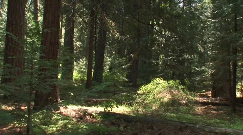 Sun in the glen Stock Footage 479468