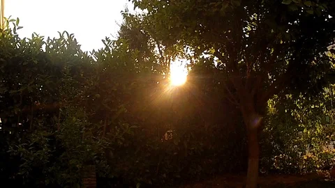 Sun gliding through the trees in the woods Видео 129609642