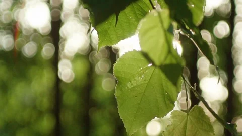 Sun Glimmering through Ferns Stock Footage 86003773