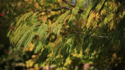 Sun Glimmering through Ferns tracking Stock Footage 40744096