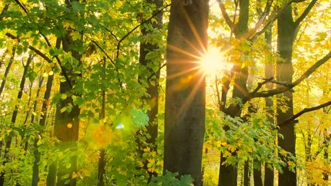 Sun glimmering through maple trees. Soft warm light. Stock Footage 82048356