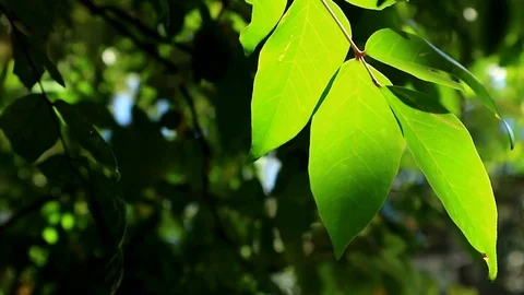 Sun Glimmering through star fruit tree leaf. Sun glaring through green leaves. Stock-Footage 103778692