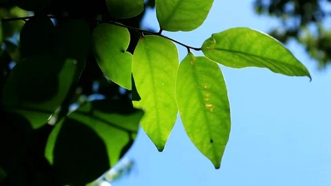 Sun Glimmering through star fruit tree leaf. Sunlight shining through leaves . Stock-Footage 103932388