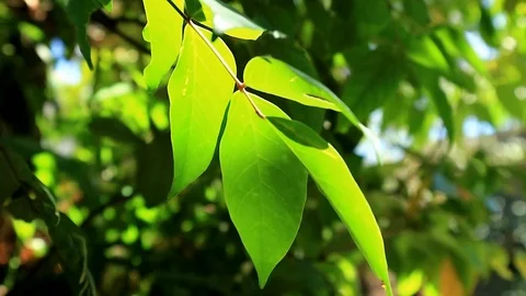 Sun Glimmering through star fruit tree leaf. Sunlight shining through leaves. Stock-Footage 103932407