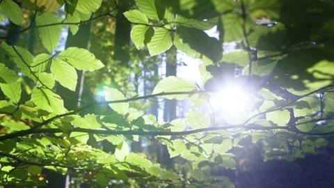 Sun glimmering through the tree crones illuminating fresh green forest flora Stock-Footage 98306333