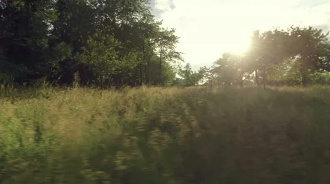 Sun Glimmering Through Trees - Dolly Shot Stock Footage 63827287