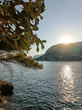 Sun glinting over open Mediterranean Sea behind pine foliage in Cap d'Ail 库存照片