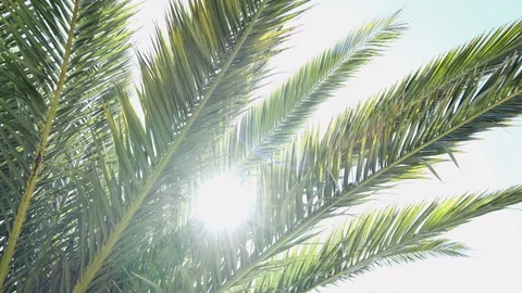 Sun glinting through palm leaves on sunny summer day, rotating shot Stock Footage 115758458
