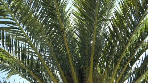 Sun glinting through palm tree leaves on sunny summer day Stock Footage 115758118