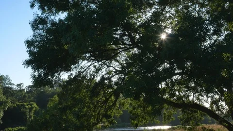 Sun glinting through tree branches on summer afternoon on river Ave, Portugal Stock Footage 112768030
