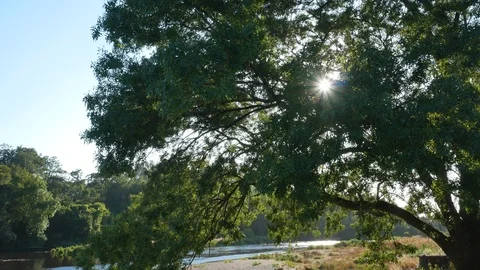Sun glinting through tree branches on summer afternoon Видео 112768332