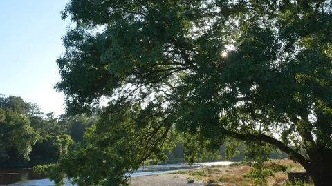 Sun glinting through tree branches on summer afternoon on river. Pan down Video stock 112768485