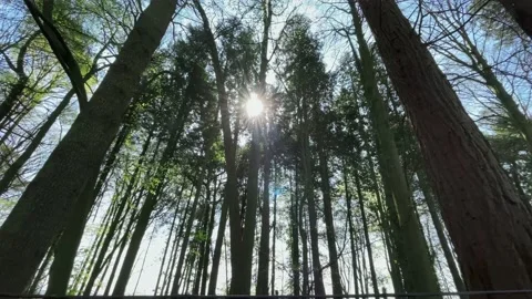 Sun Glinting Through the Tree Tops Stock Footage 152879270