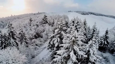 Sun glinting off of trees loaded with fresh snow 動画素材 219820452