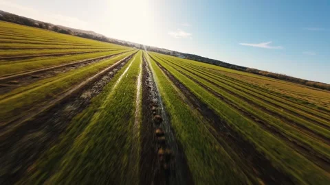 Sun glints over rows of growing crops Stock Footage 342192580