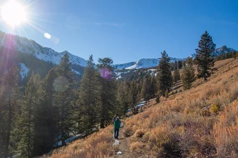 Sun glints off snow-capped peaks behind pine trees Fotos Stock