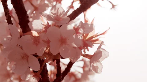 Sun glints through sakura cherry blossoms in Kyoto Japan Stock Footage 35731939