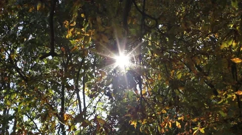 Sun glistening through the trees Stock Footage 44447071