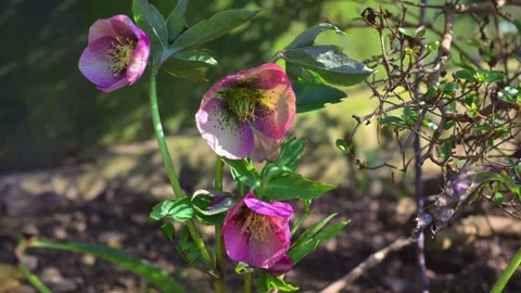 Sun glow on Lenten Roses in Spring time Stock Footage 321462767
