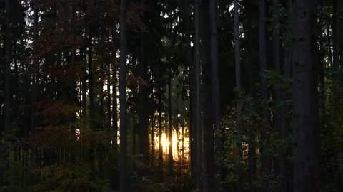 Sun glow through Trees Stock Footage 142312012