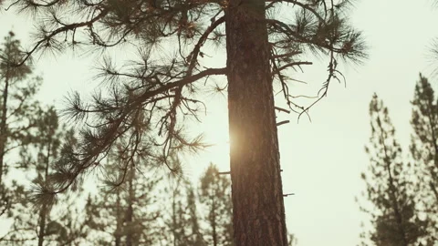 Sun glowing behind a pine trunk at sunset with lens flare Stock-Footage 348046879