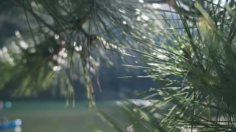 Sun glowing pine brunch close up. Blurred back light backround with river and Video stock 135220129