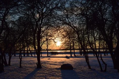 Sun glowing through dark tree silhouettes in snow park 库存照片
