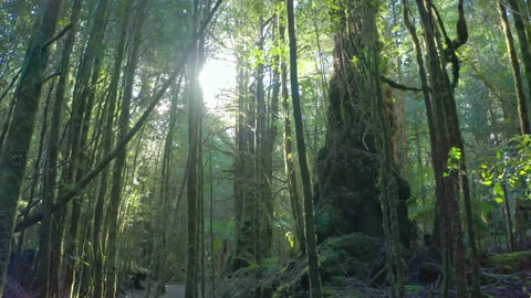Sun Glows Through Forest Canopy. Mossy Tree Branches in Tasmania Jungle Stock Footage 190228367