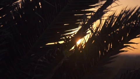 Sun glows through silhouetted palm leaf at sunset Stock Footage 85816716