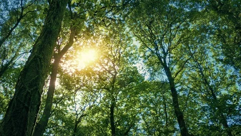 Sun Glows Through Tree Canopy Stock Footage 110030594